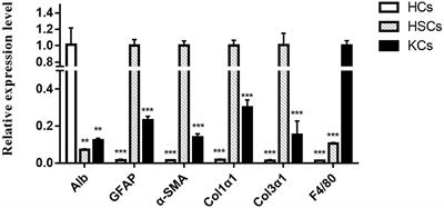 circRNA Expression Pattern and circRNA–miRNA–mRNA Network in HCs, HSCs, and KCs of Murine Liver After <mark class="highlighted">Echinococcus multilocularis Infection</mark>